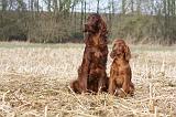 SETTER IRLANDAIS 449